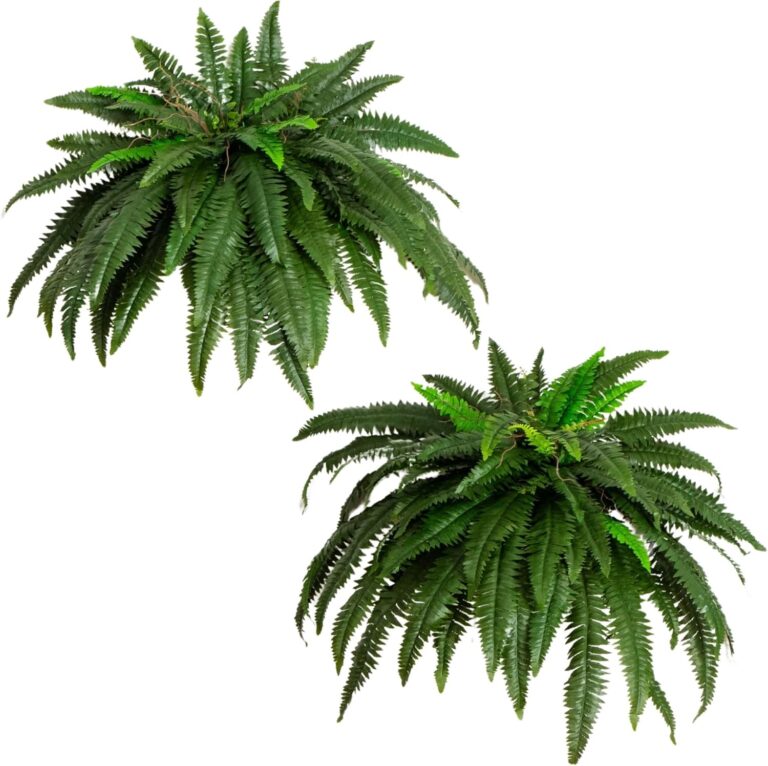 Artificial Fern: 7 Ultimate Secrets For Amazing Indoor Decor In 2026 3 81LMdmiZXL. AC SL1500 TheHomeQuality