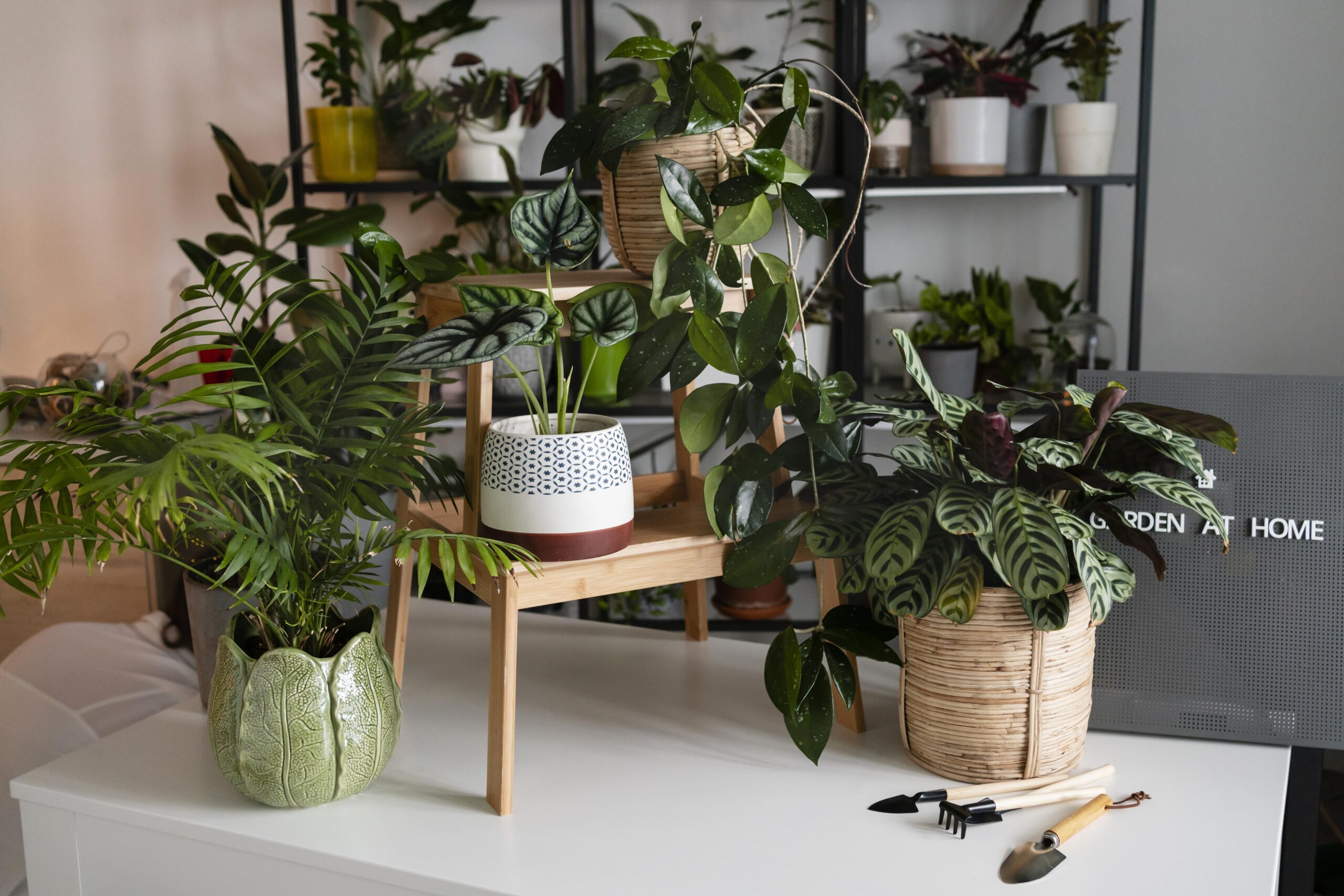 growing plants home concept scaled TheHomeQuality