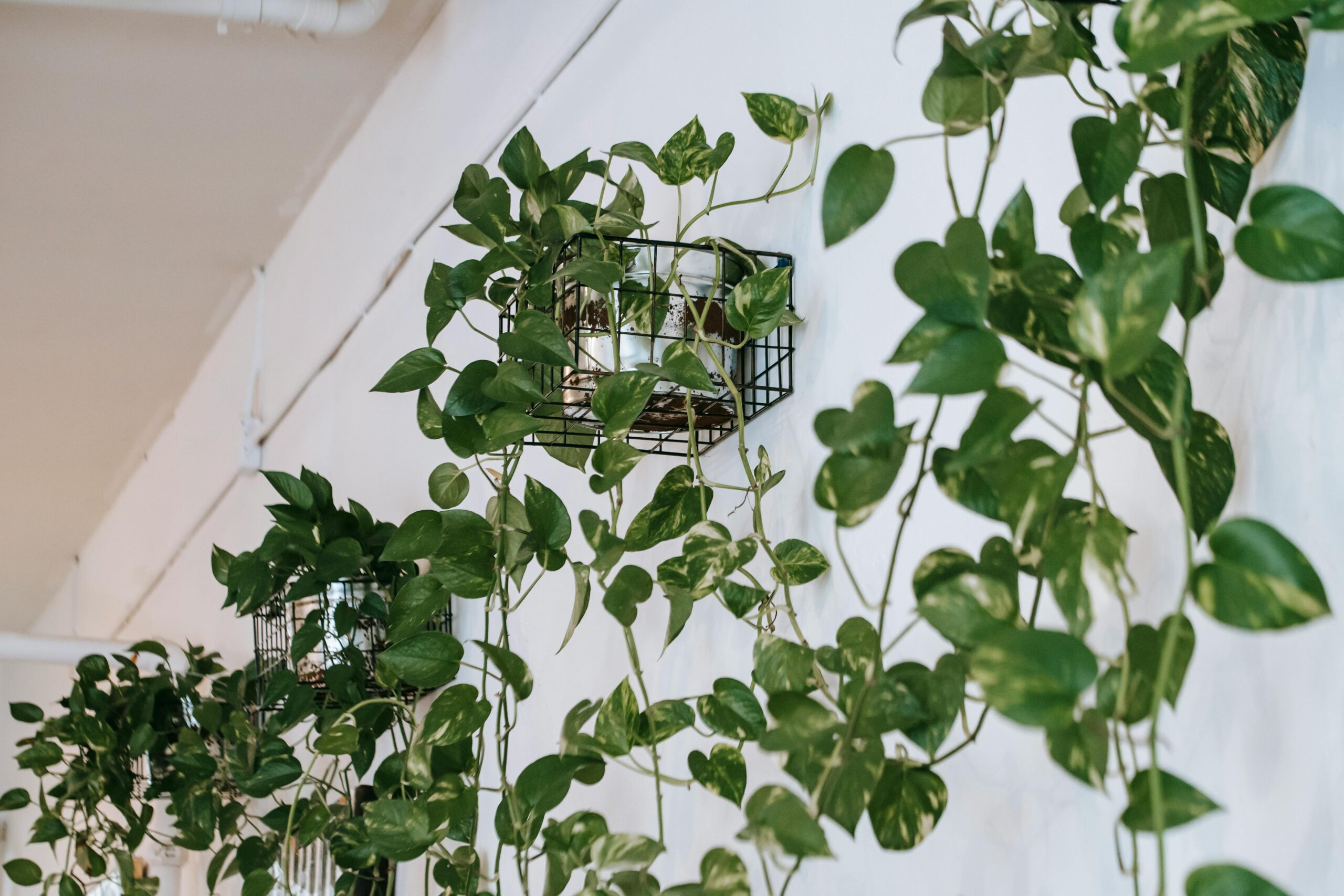 Vertical Garden Wall Planter: 9 Best Ways to Maximize Harvest (Proven Guide) 1 pexels charlotte may 5825369 scaled TheHomeQuality