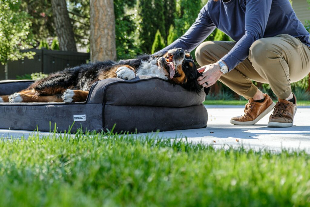 pexels impact dog crates 1789722873 28860730 TheHomeQuality