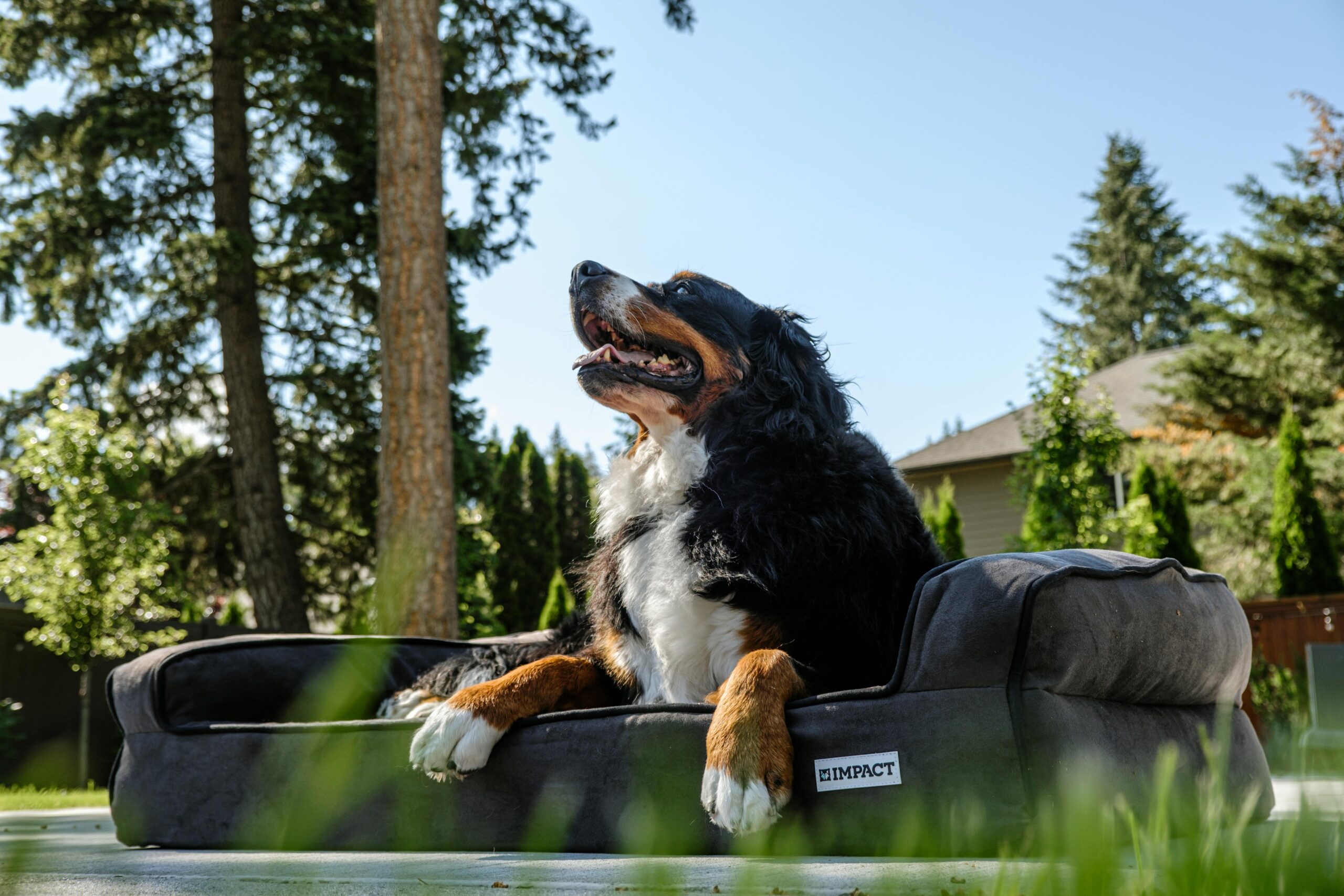 pexels impact dog crates 1789722873 28860732 scaled TheHomeQuality
