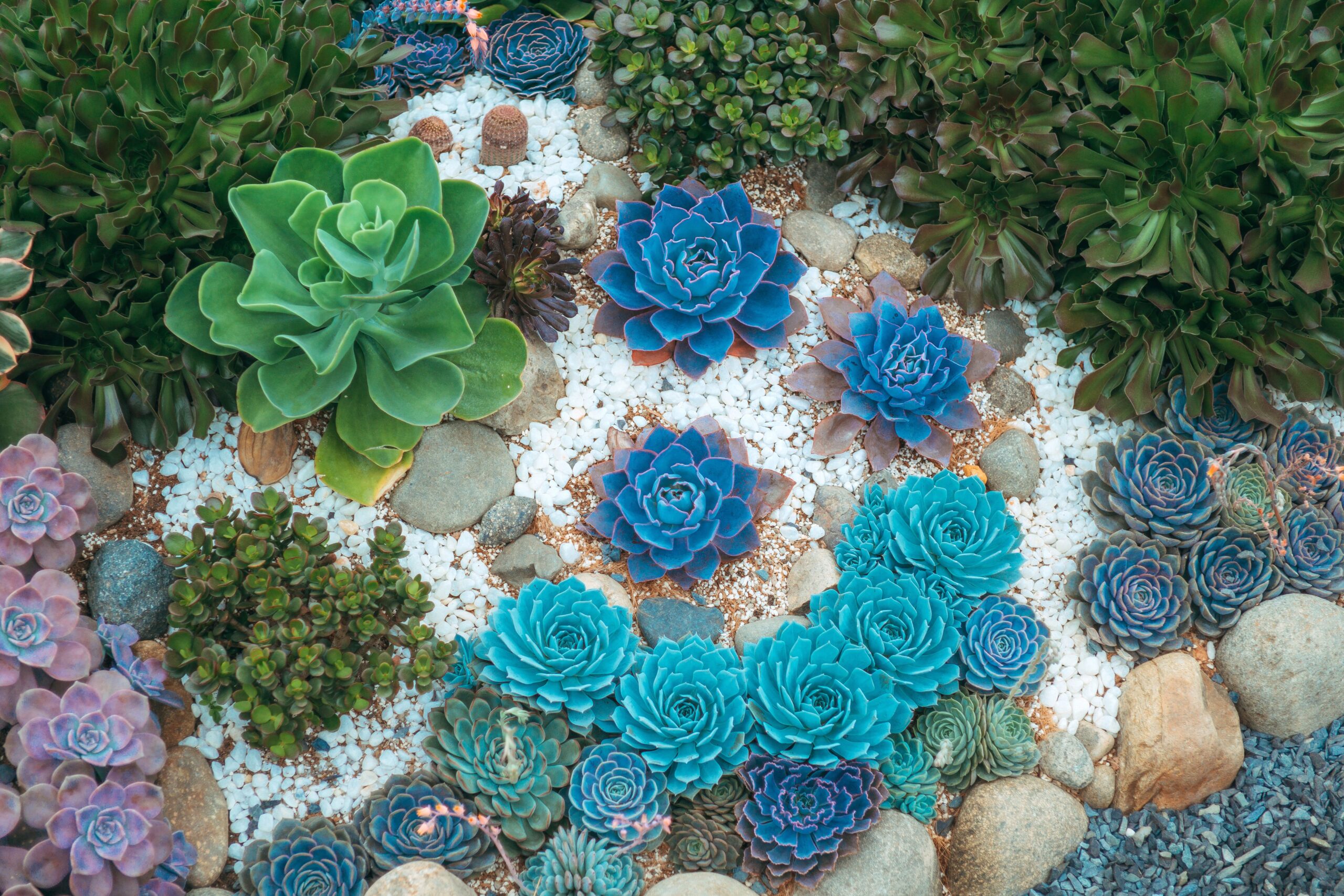 Drought-Tolerant Landscaping Plants: 7 Best Ways to Transform Your Yard (Proven Guide) 1 pexels fox 58267 6063294 scaled TheHomeQuality